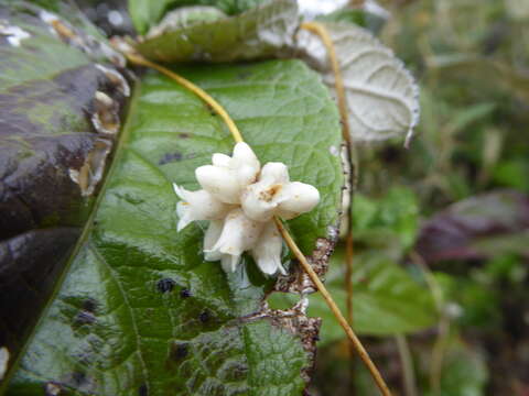 Image of Cuscuta odorata Ruiz & Pav.