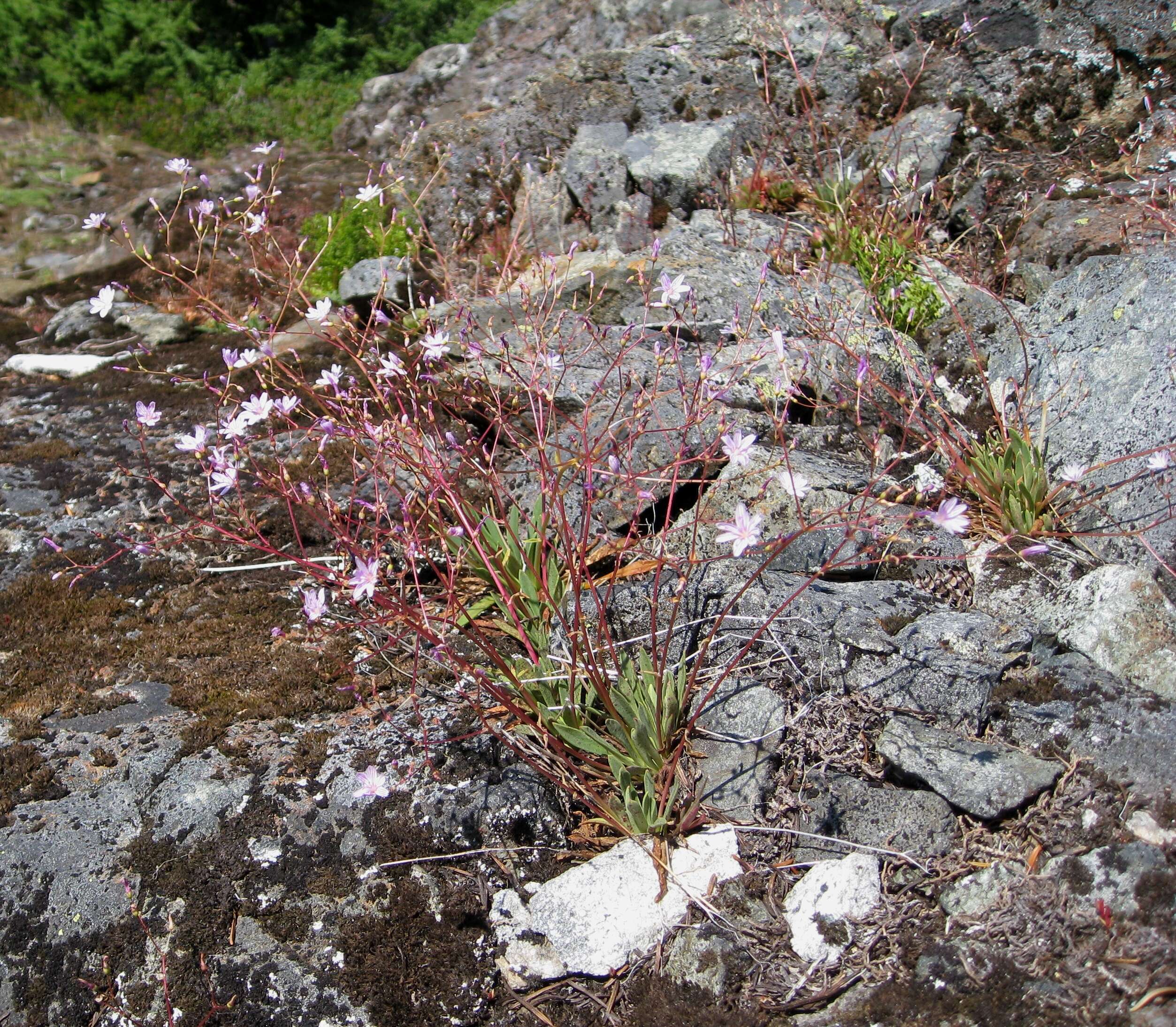 Image of Columbian lewisia