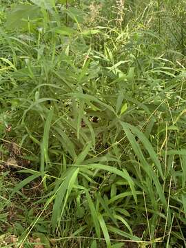 Imagem de Muhlenbergia sobolifera (Muhl. ex Willd.) Trin.