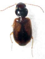 Слика од Amblystomus amabilis (Boheman 1848)