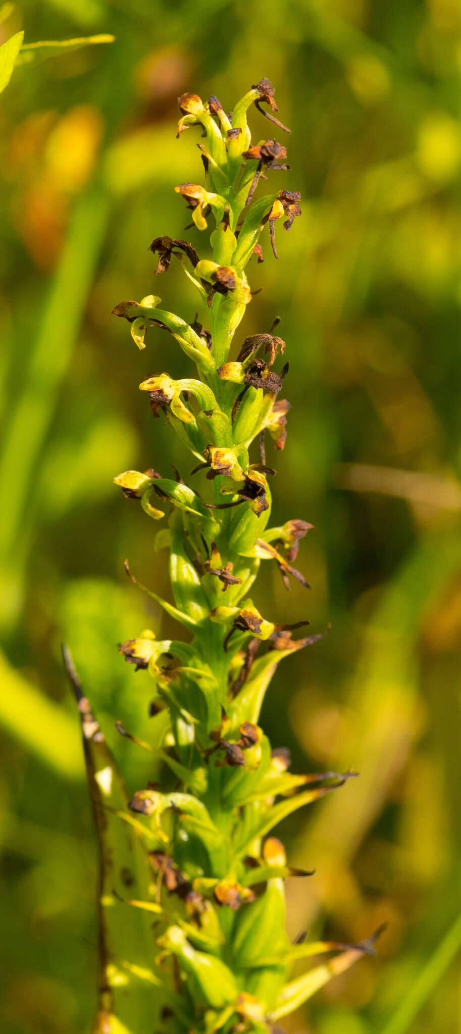 Слика од Platanthera flava var. herbiola (R. Br.) Luer