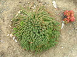 Image of Echeveria agavoides Lem.