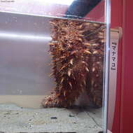 Image of Japanese Spiky Sea Cucumber