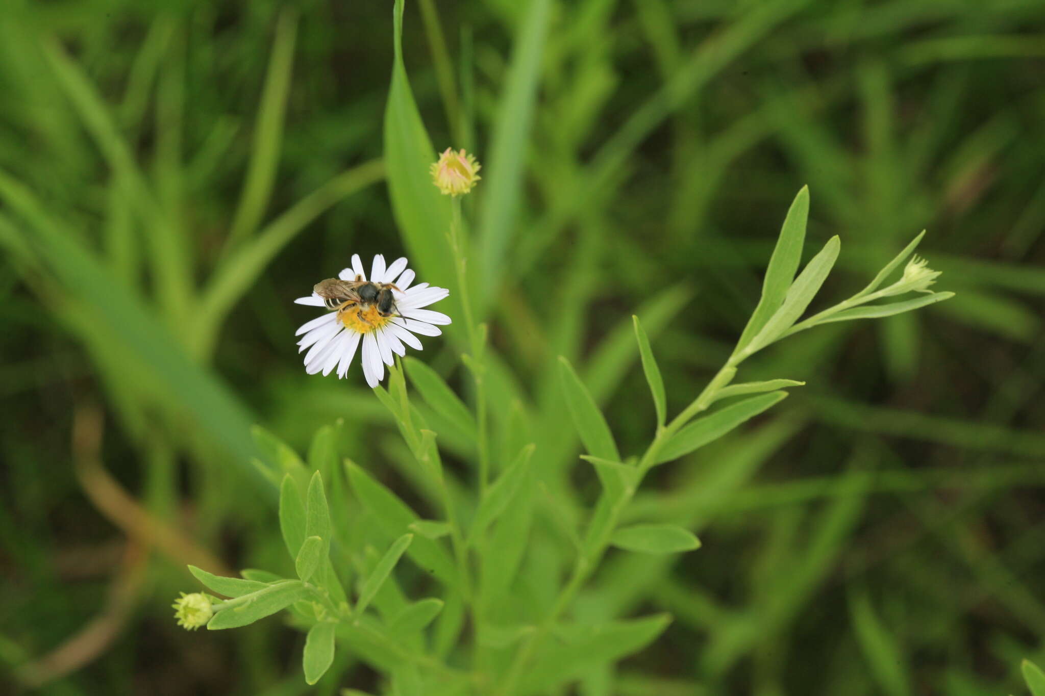 Aster pekinensis (Hance) Chen resmi