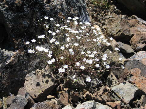 Image of stitchwort