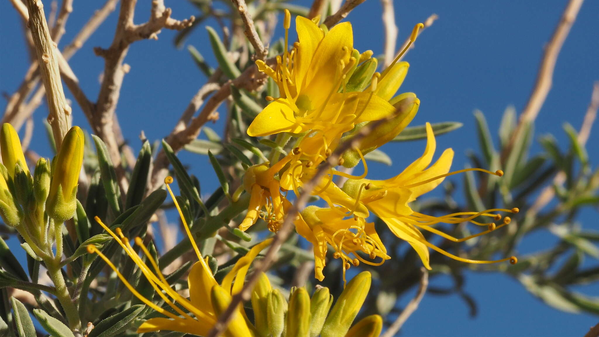 Image of Cleomella arborea var. angustata (Parish) J. C. Hall & Roalson