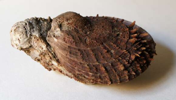 Image of Spinous Scallop