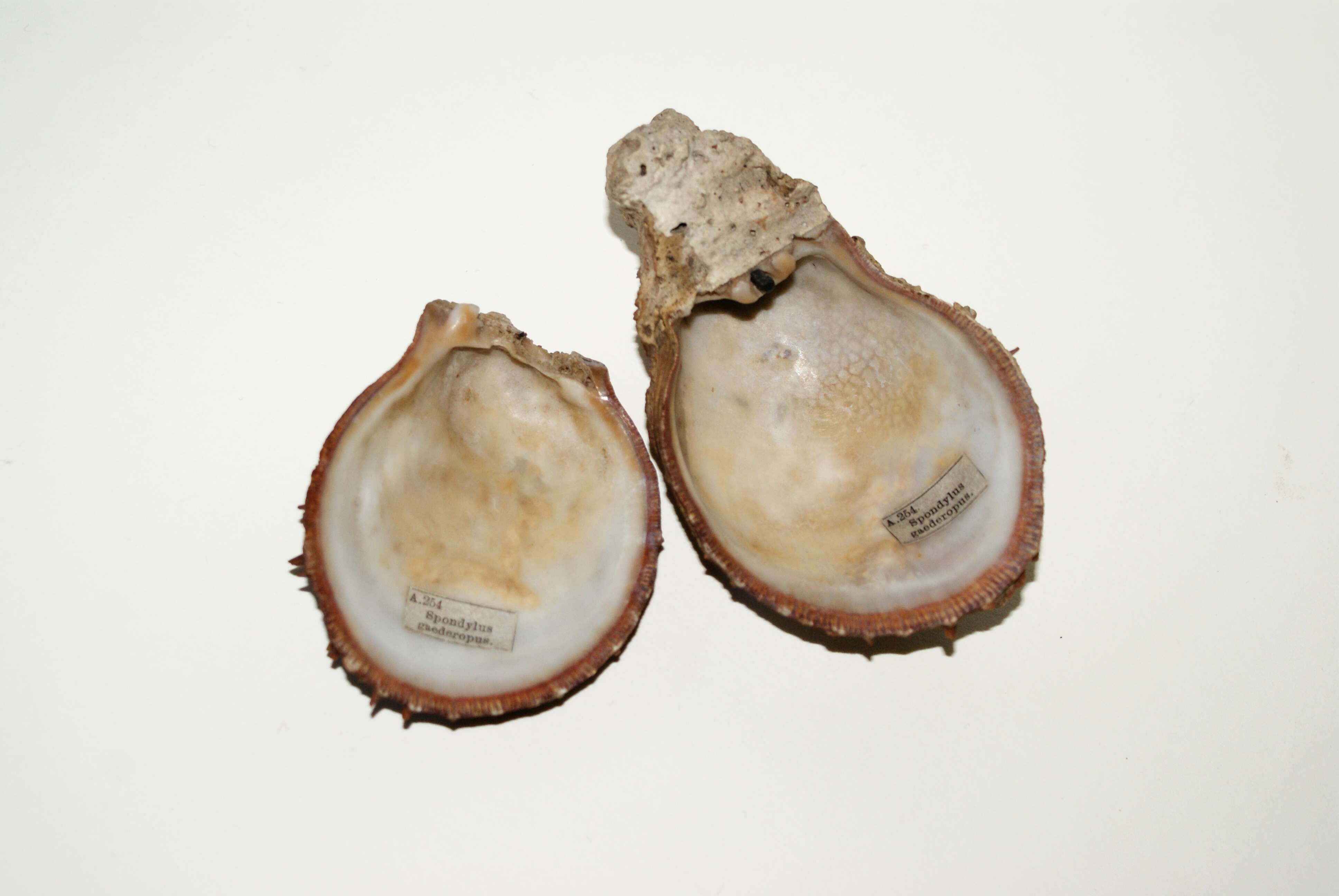 Image of Spinous Scallop