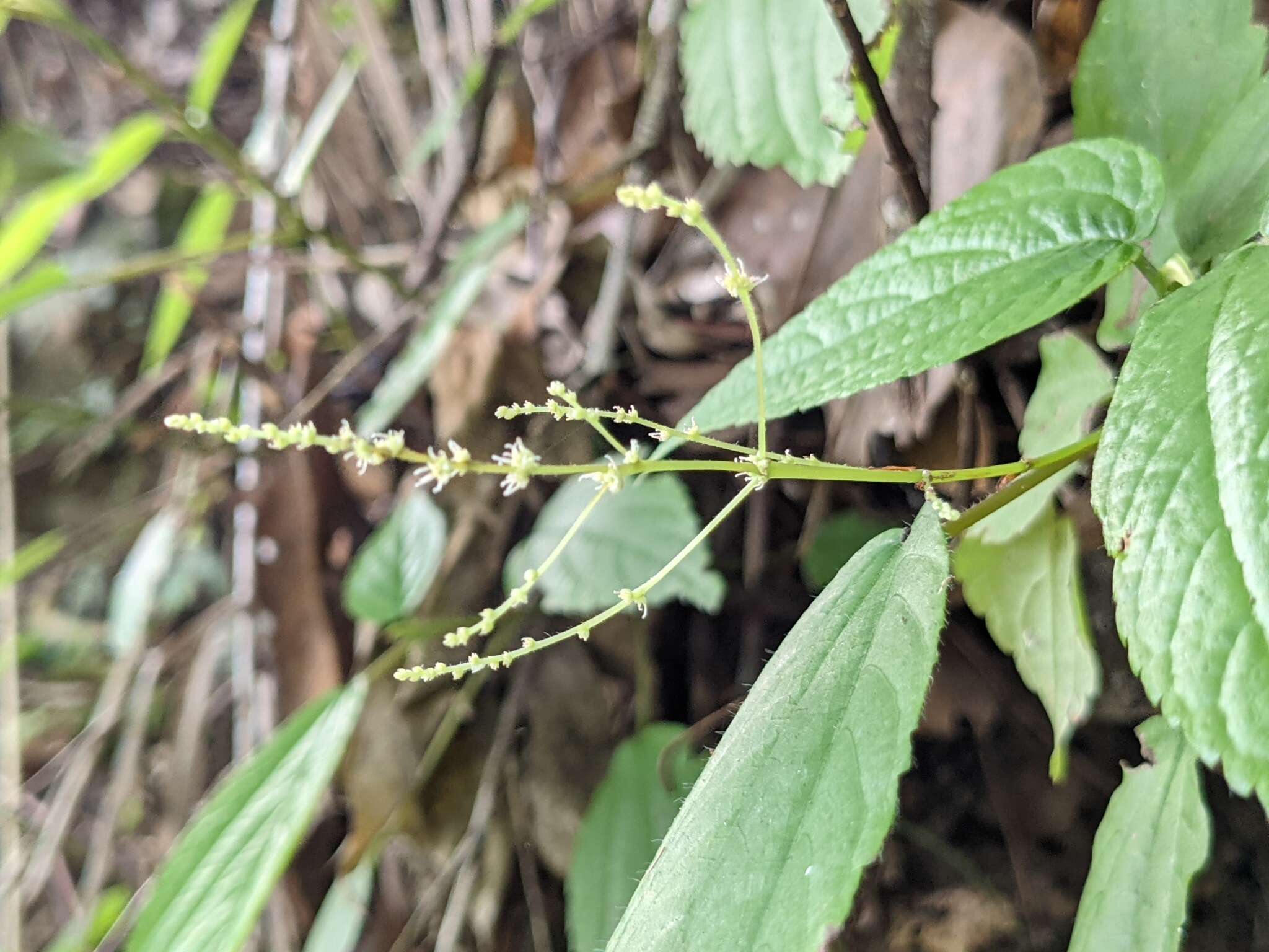 Image of Boehmeria zollingeriana Wedd.