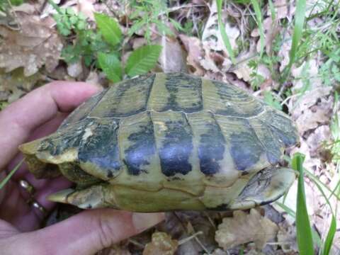 Image of Hermann’s Tortoise