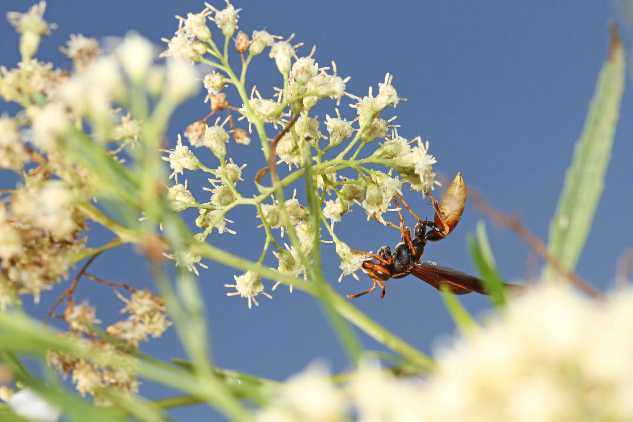 Image of <i>Polistes <i>comanchus</i></i> comanchus