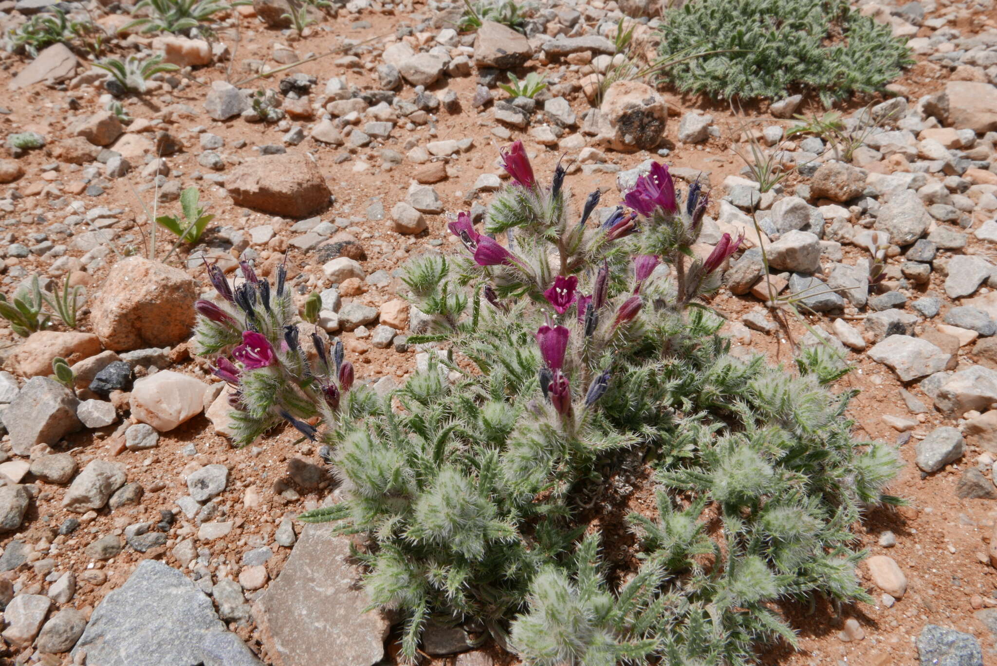 Image of Echium humile Desf.