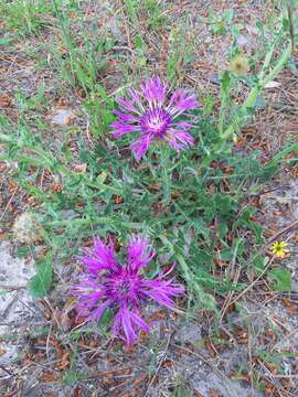 Plancia ëd Centaurea polyacantha Willd.