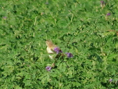 Image of Cisticola juncidis terrestris (Smith & A 1842)