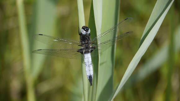 Image of Blue Chaser