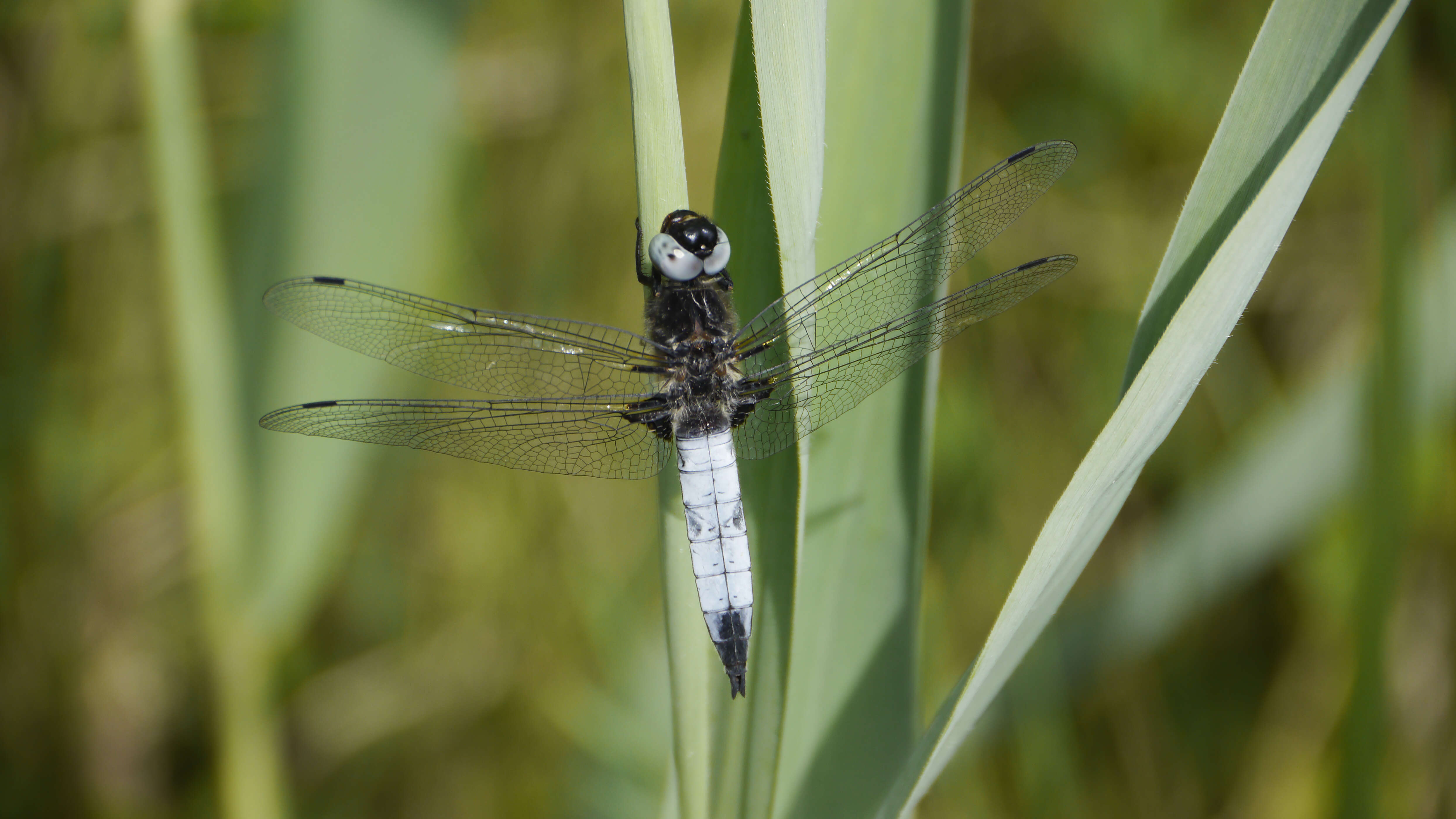 Image of Blue Chaser