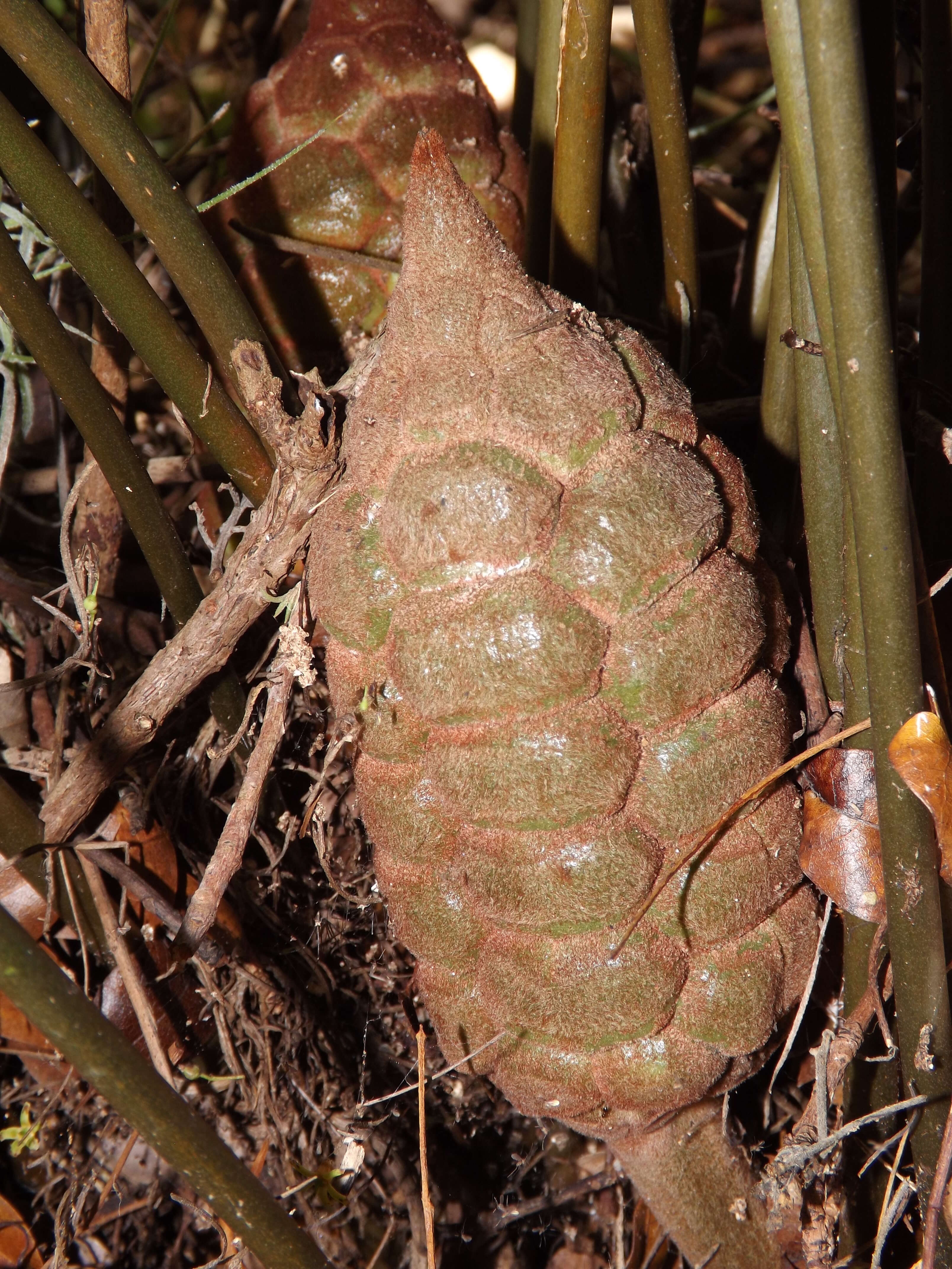 Image of coontie