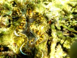 Image of Giant Clam