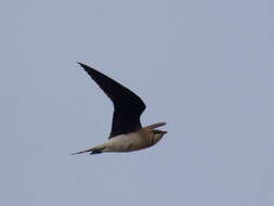 Image of Black-winged Pratincole