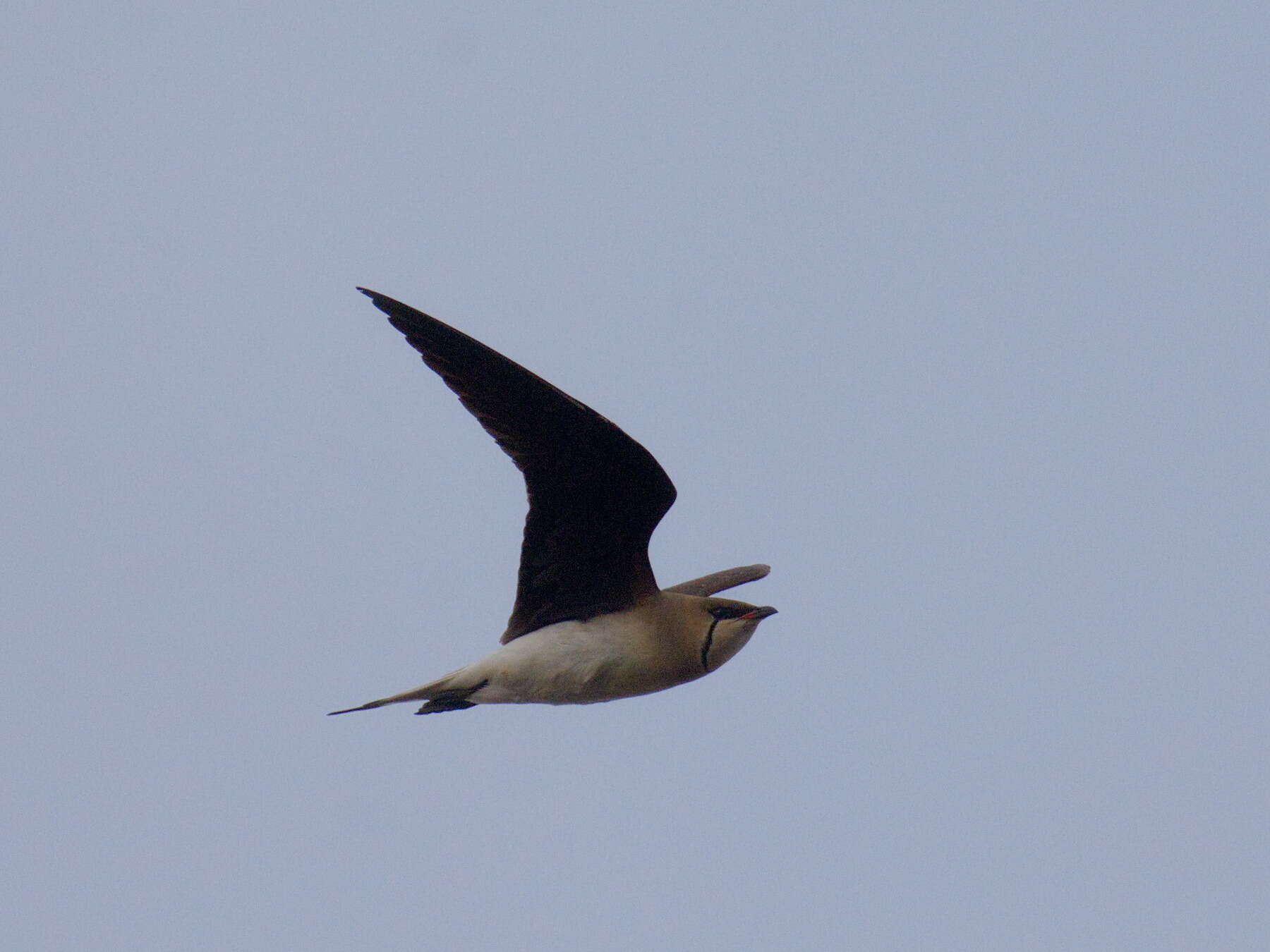 Image of Black-winged Pratincole