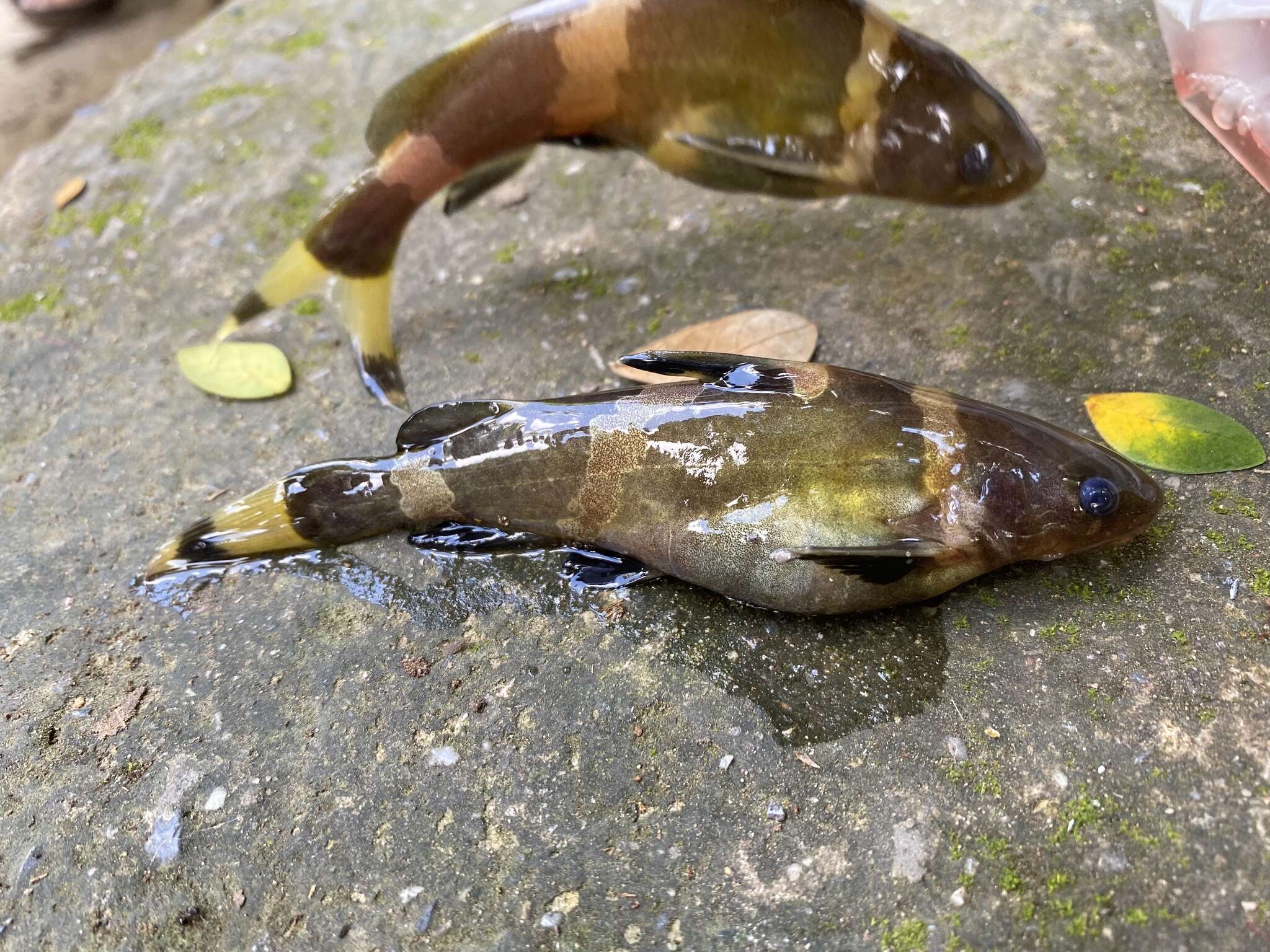 Image of Asian bumblebee catfish