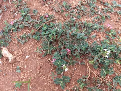 Image of Indigofera linnaei Ali