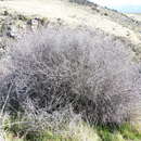 Image of Olearia odorata Petrie