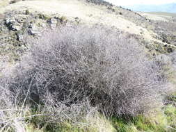 Image of Olearia odorata Petrie