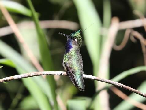 Image of Black-breasted Plovercrest