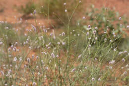 Image of Ptilotus calostachyus F. Müll.