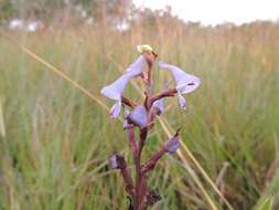 Image of Disa equestris Rchb. fil.