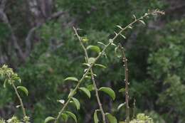 Image of Barbados shrub