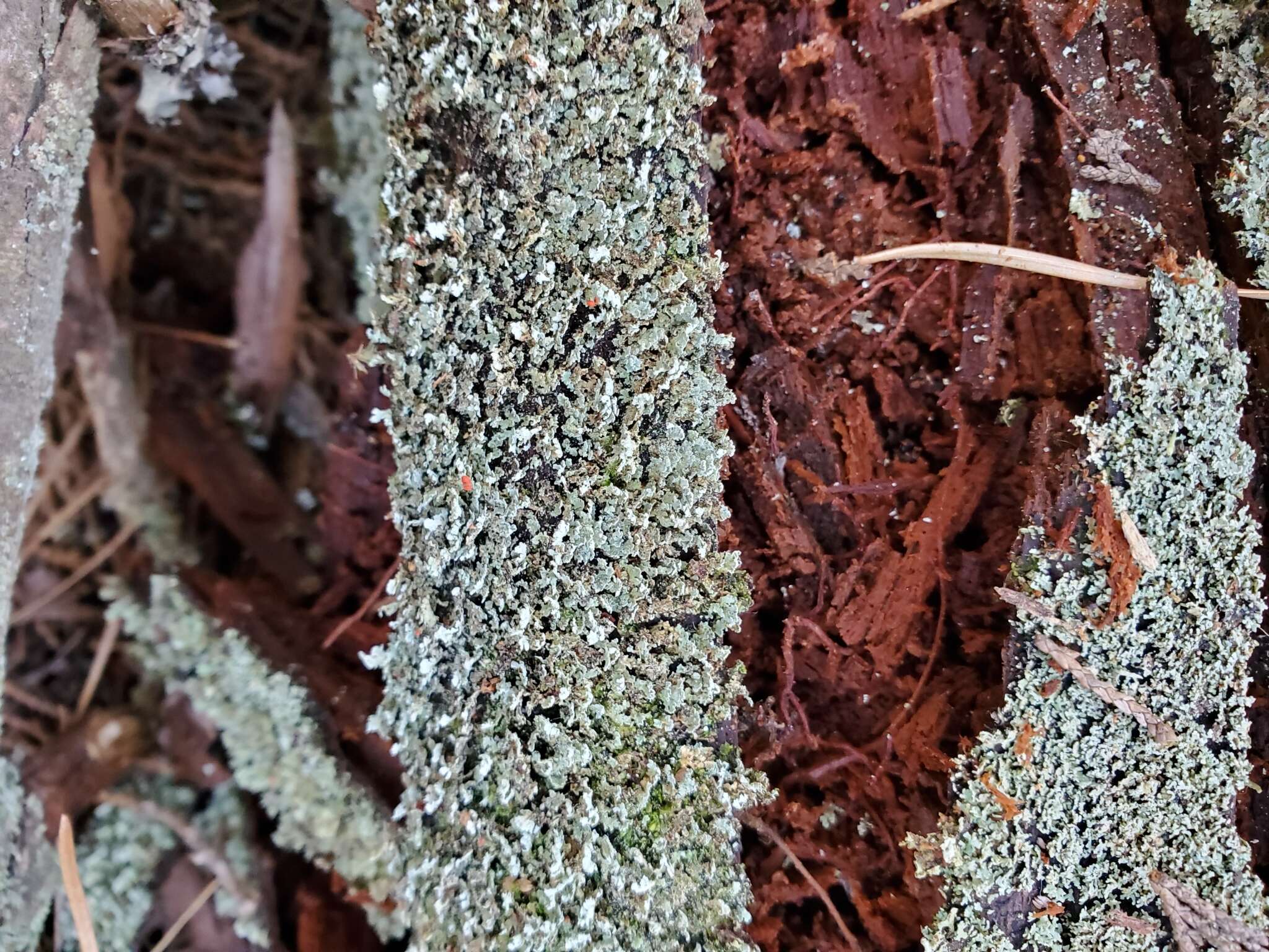 Image of cup lichen