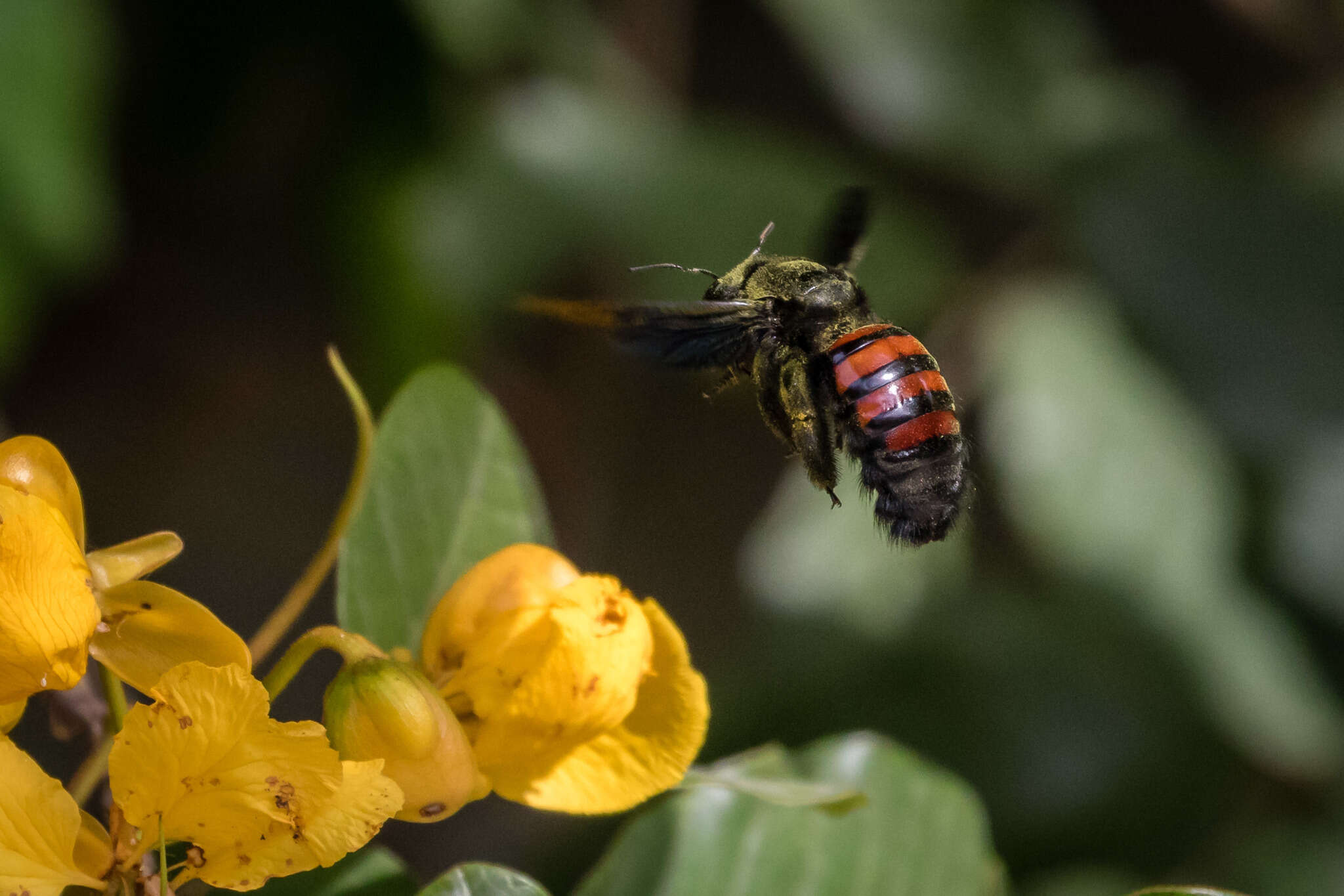 Plancia ëd Xylocopa frontalis (Olivier 1789)