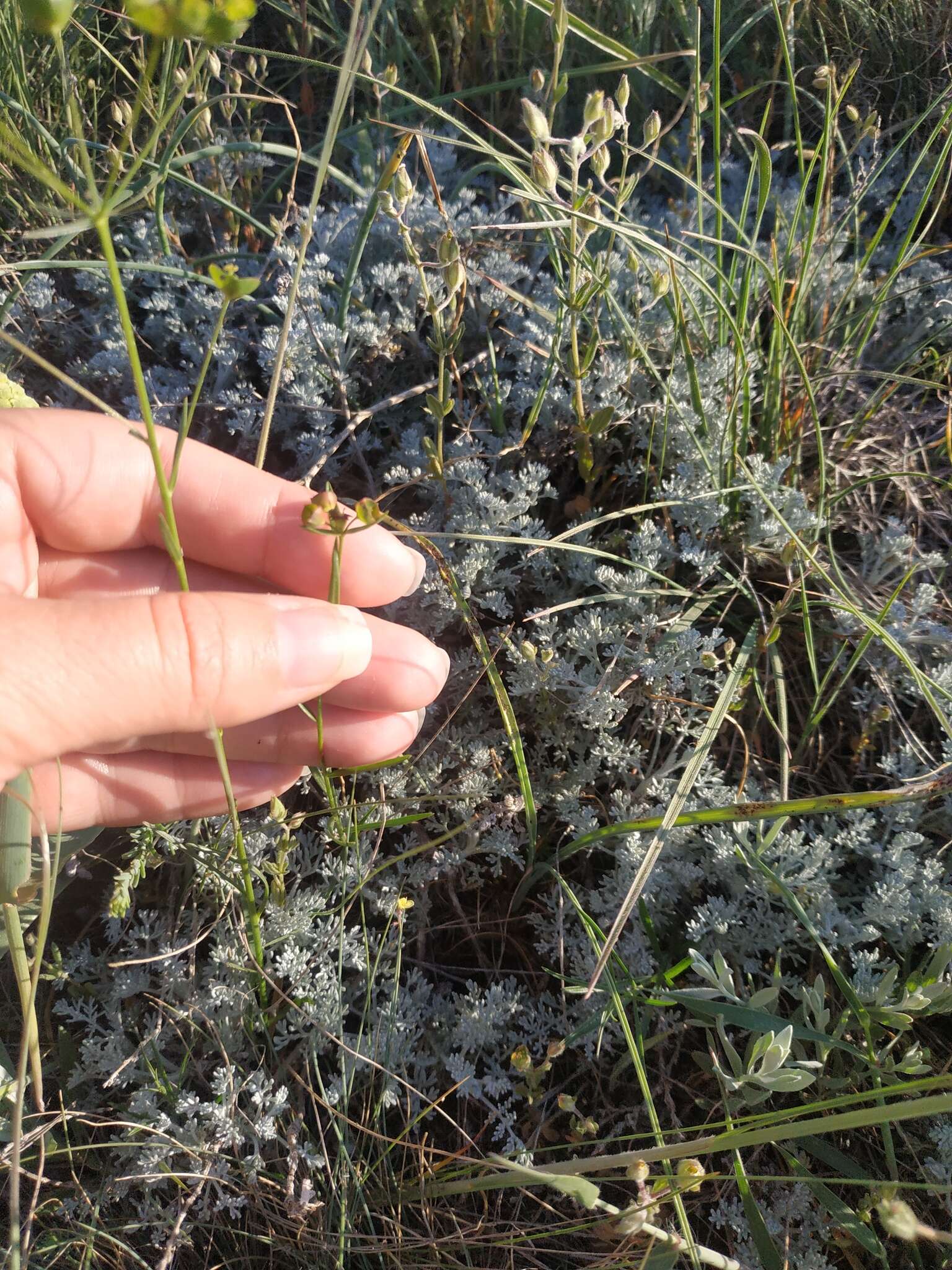 Imagem de Euphorbia leptocaula Boiss.