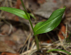 Imagem de Platanthera maximowicziana Schltr.