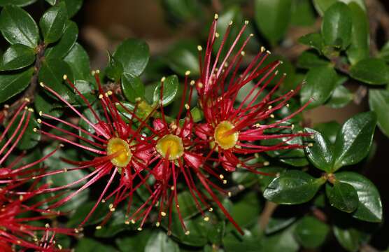 Image de Metrosideros carminea W. R. B. Oliv.