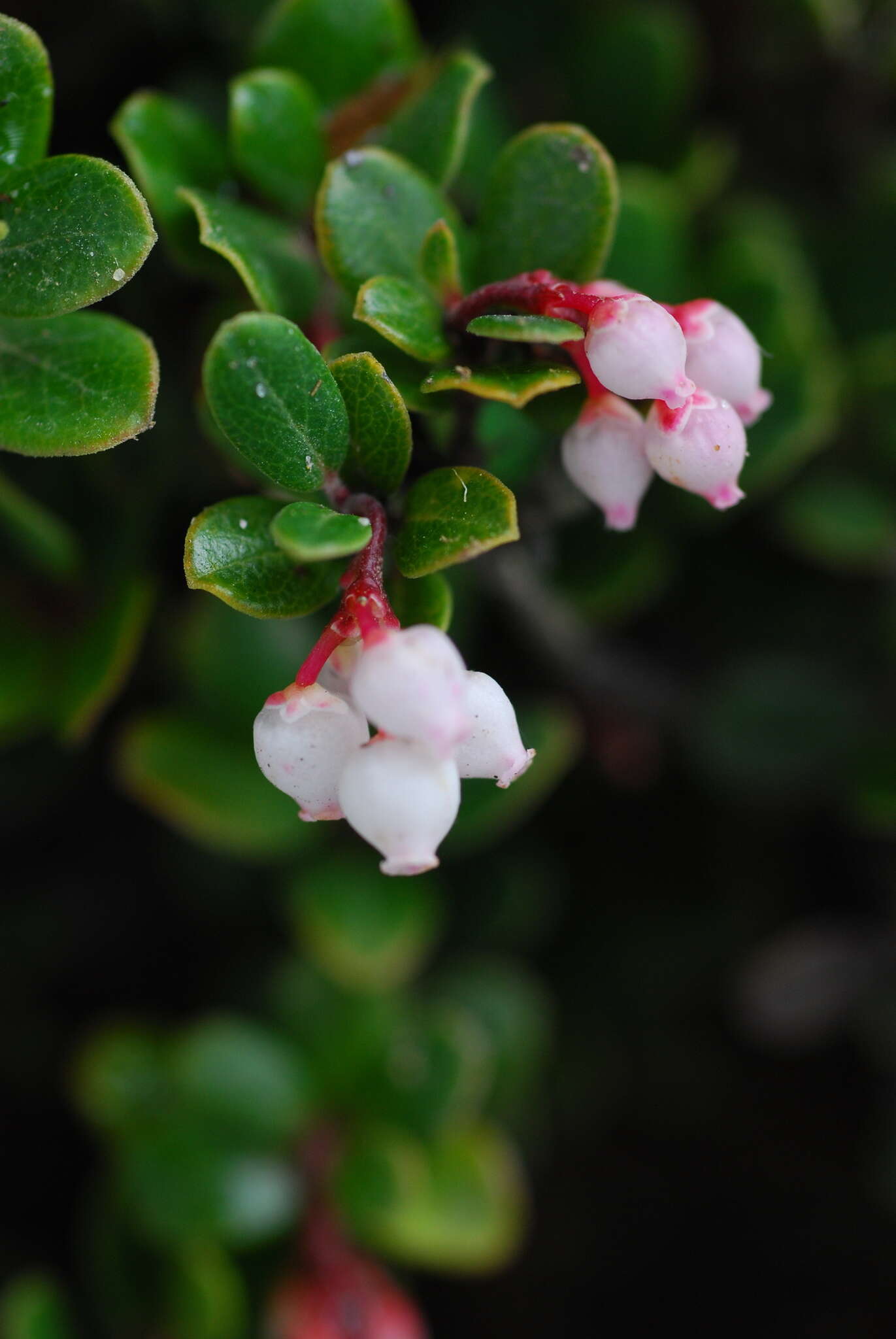 Слика од Arctostaphylos nummularia subsp. mendocinoensis (P. V. Wells) V. T. Parker, M. C. Vasey & J. E. Keeley