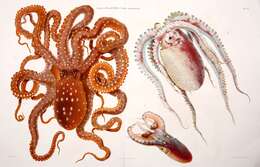 Слика од Callistoctopus macropus (Risso 1826)