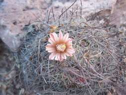 Image de Mammillaria johnstonii Orcutt