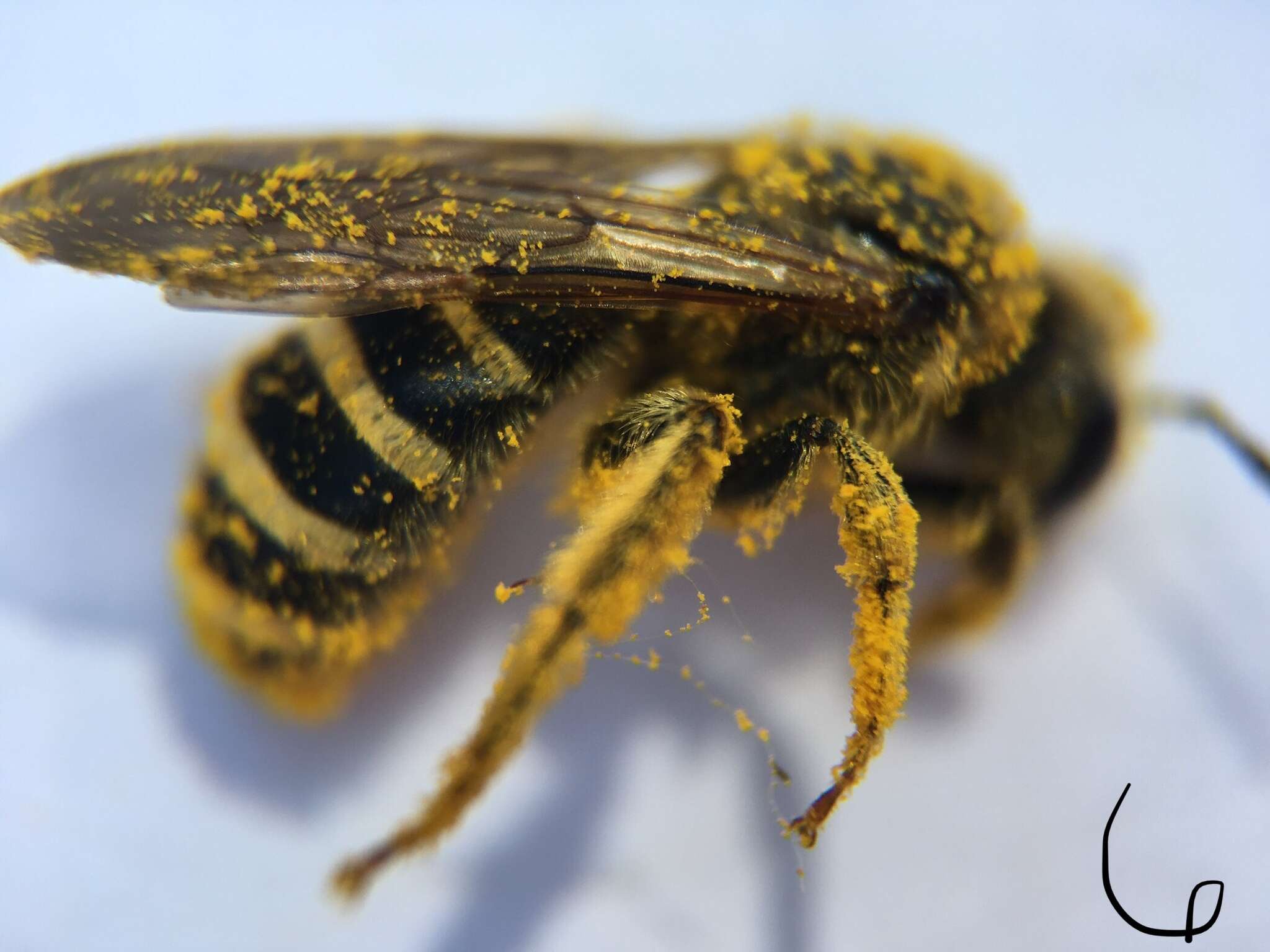 Image of Halictus farinosus Smith 1853