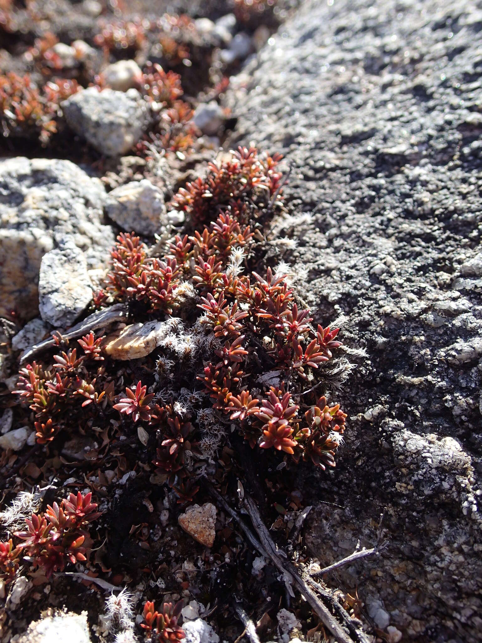 Image of Pentachondra pumila (J. R. & G. Forst.) R. Br.