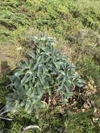 Image of Corsican hellebore