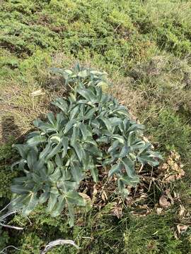 Image of Corsican hellebore