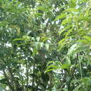 صورة Cestrum laevigatum Schltdl.