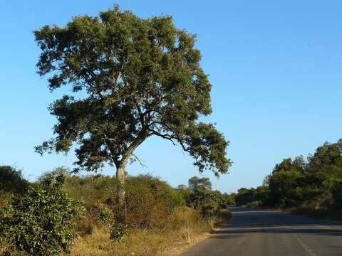 Image of Millettieae