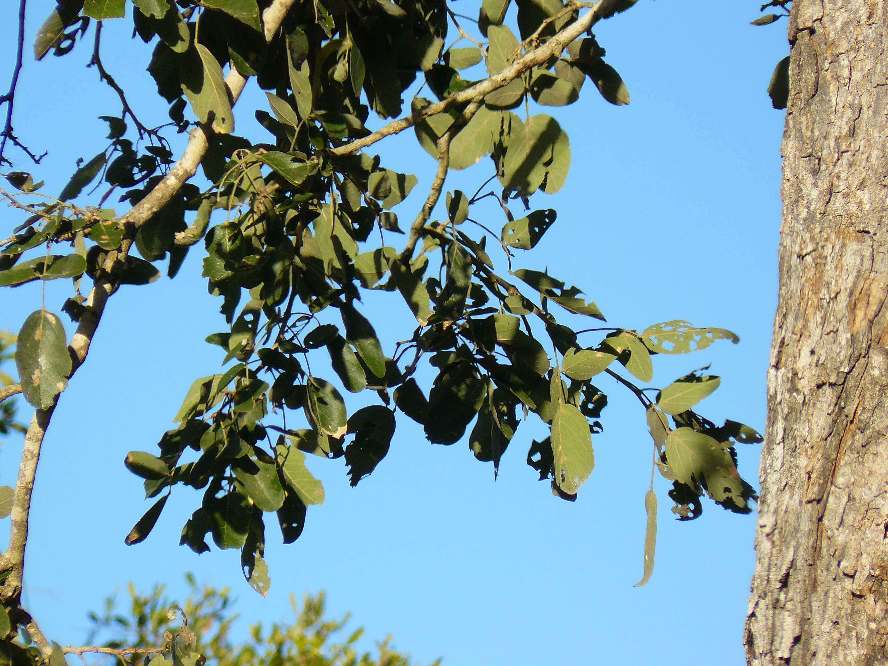 Plancia ëd Philenoptera violacea