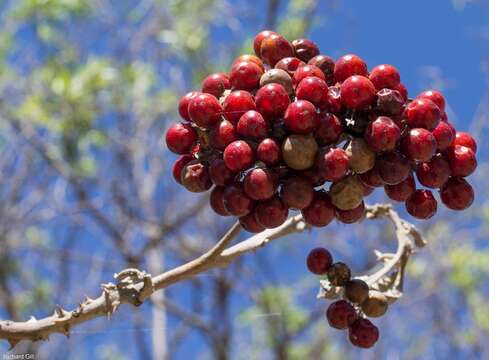 Image of Red bitter apple