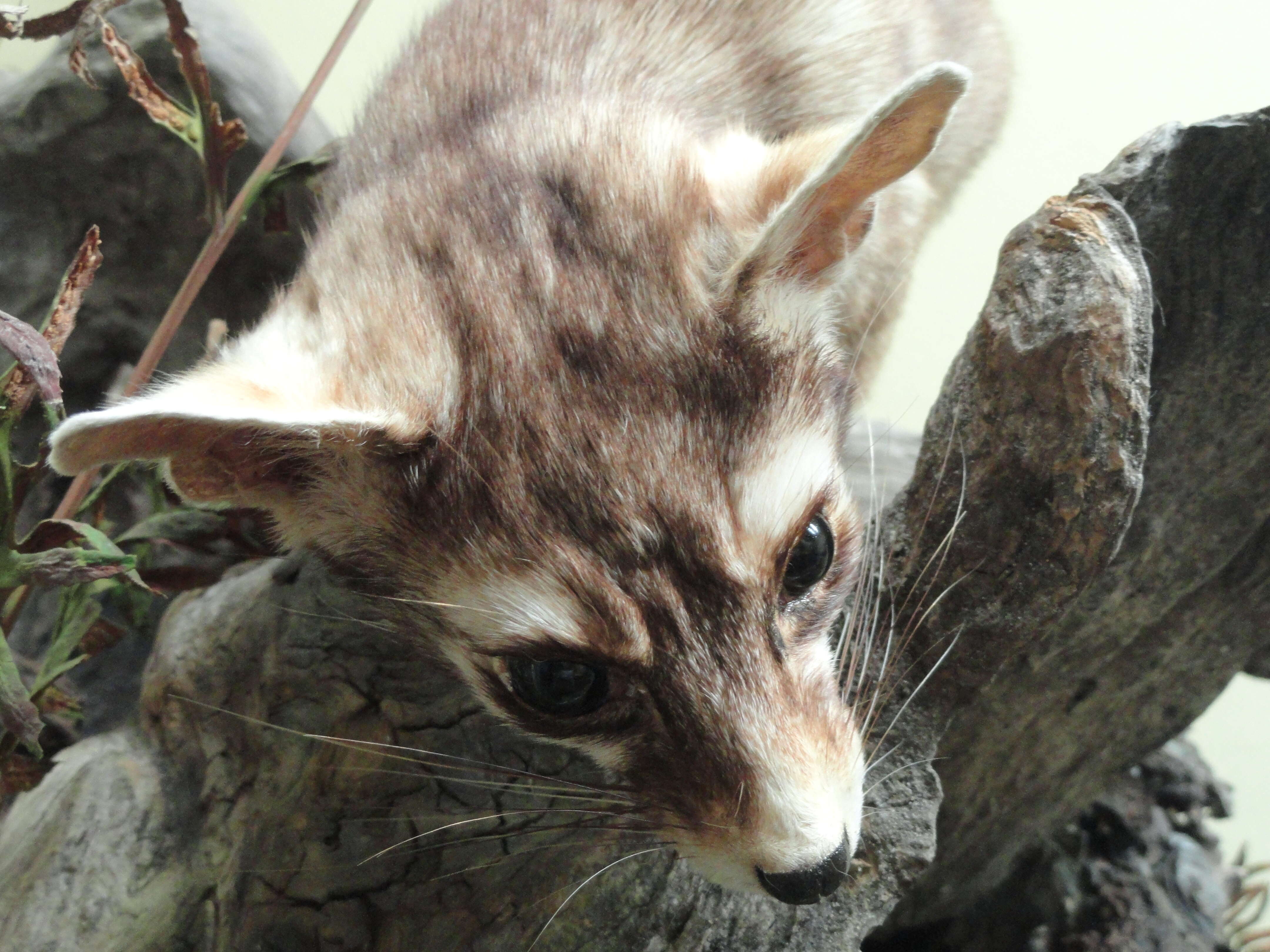 Image of Ringtail