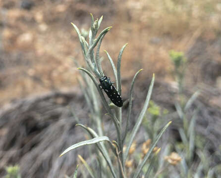 Image of Agrilus walsinghami Crotch 1873